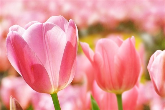 因果关系的句子69句