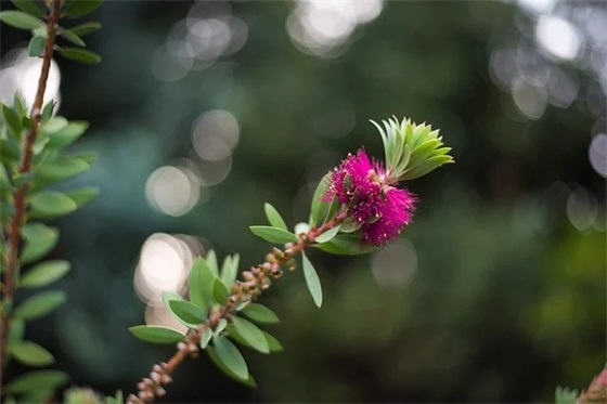 过七夕情人节的句子简短