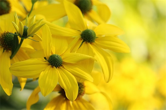 幼儿园毕业纪念句子