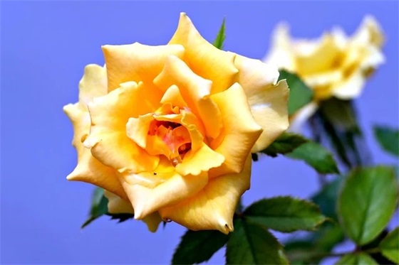 形容命运悲惨的伤感句子 形容命运悲惨的伤感句子