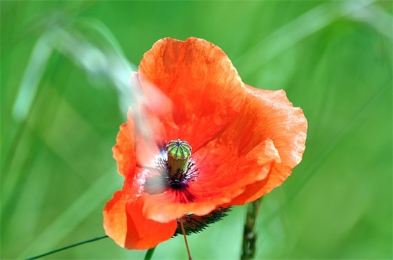 运动会绿色环保口号范例6篇