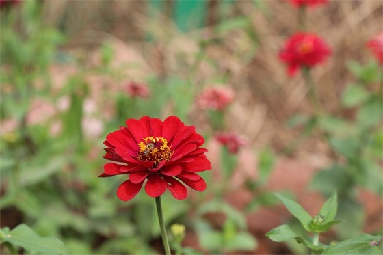 优秀教师节的黑板报图片大全