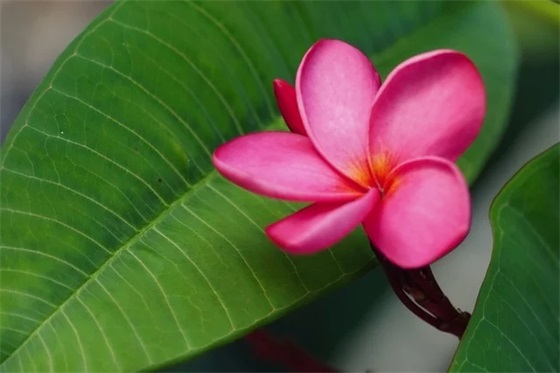 免试申请书范文