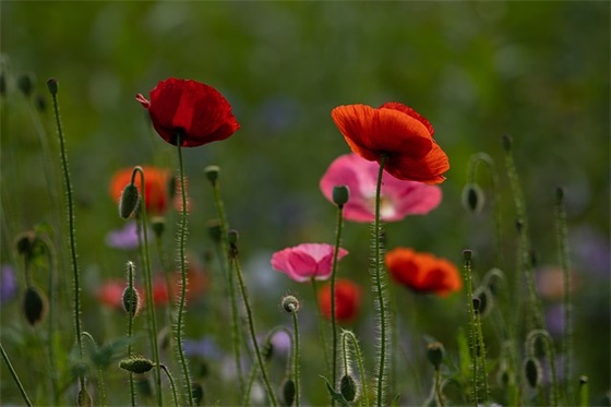 国庆日记500字小学