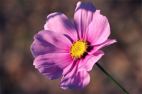 带祈愿的王者网名女生可爱