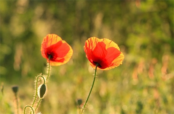 有关父爱的优美句子