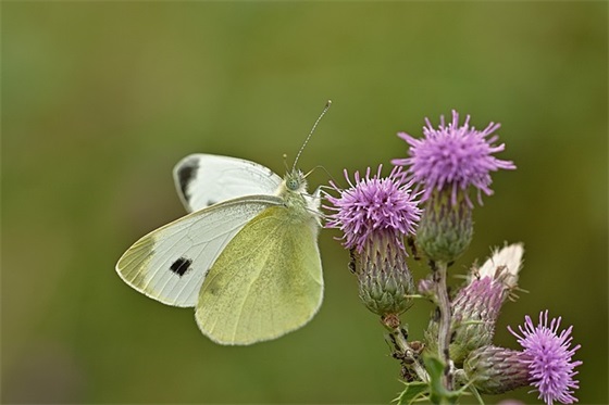 我爱你的句子集锦200句