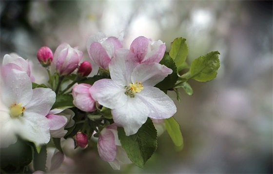 爱老婆的句子精选200句