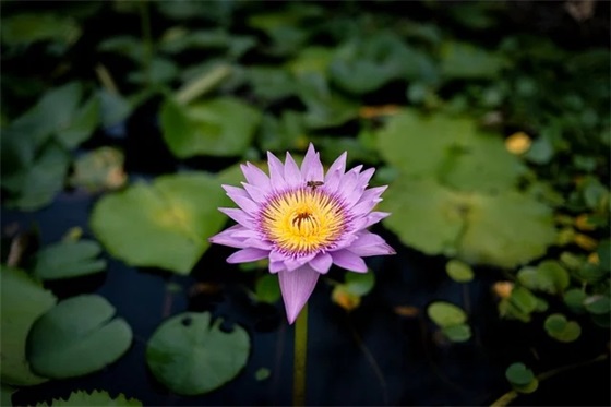新年祝福语女朋友40句 新年祝福语女朋友40句