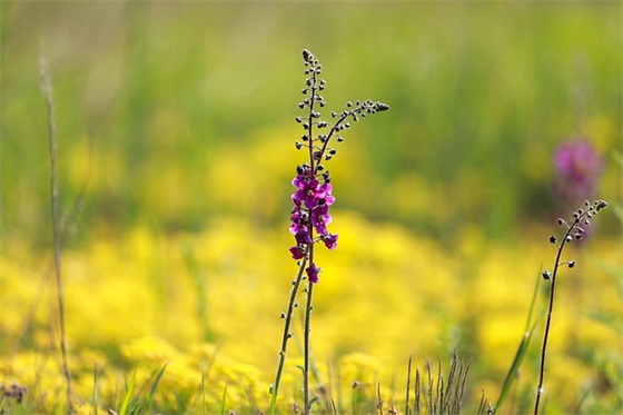 二月二龙头节祝福语 龙头节是哪里的节日精选