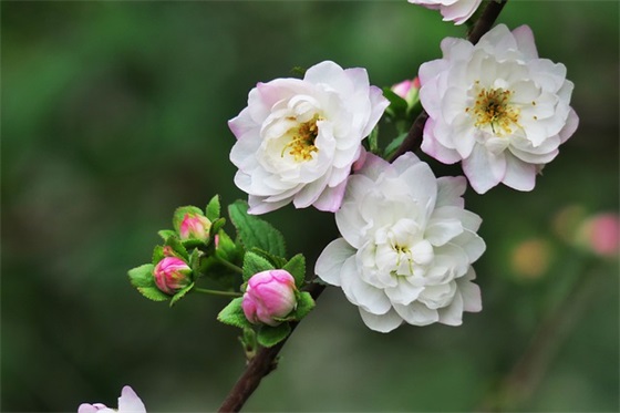 平凡却走心的生日祝福语