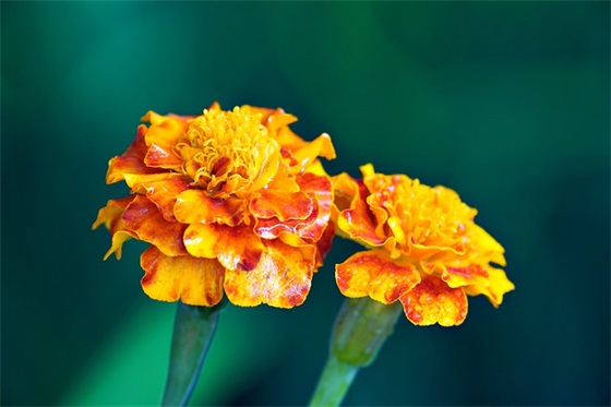 月饼节快乐祝福语团圆 中秋节团圆祝福语精选 月饼节快乐祝福语团圆 中秋节团圆祝福语精选