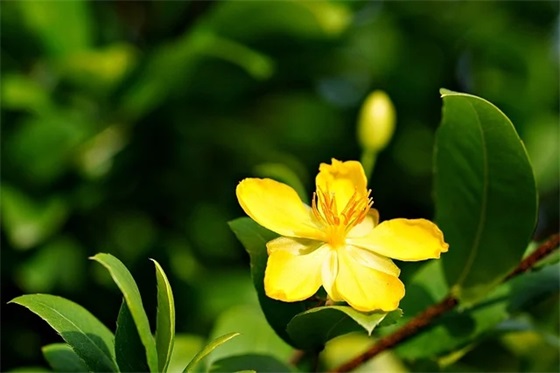 家人团圆的祝福语成语 除夕团圆祝福语四字成语