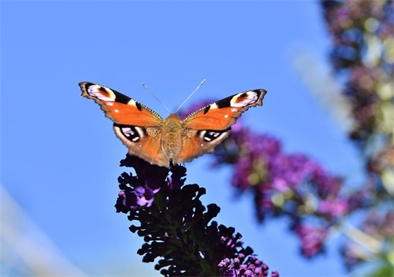 新年祝福贺词大全 2026新年祝福语文案 新年祝福贺词大全 2026新年祝福语文案