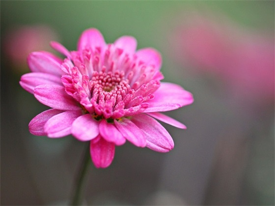 感恩的祝福语简短2026 感恩节寄语祝词贺词集锦