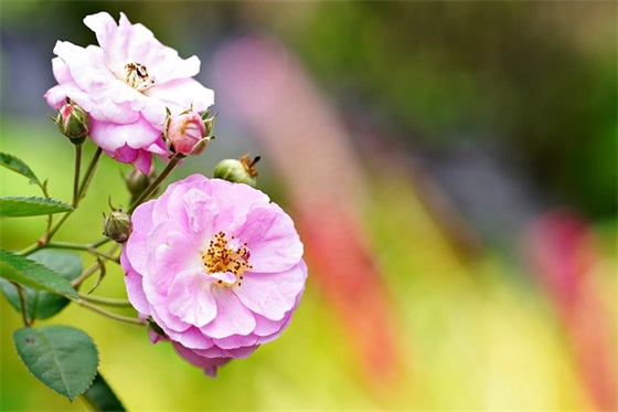 给大学老师的新年祝福语简短2026