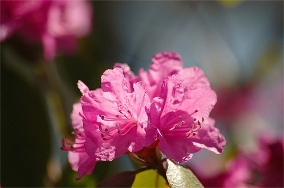 过年有意思的祝福语 有趣过年祝福语