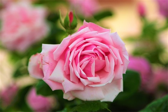 关于激励减肥的句子 鼓励自己减肥的句子(精选92句)