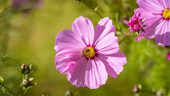 有责任和担当的句子 责任与担当的古文句子