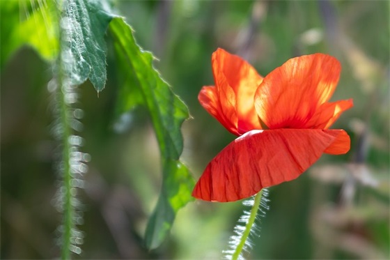 日落美景的诗句 日落晚霞的优美句子(精选78句)