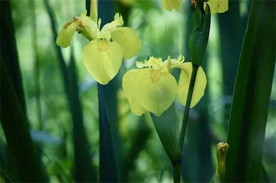 描写竹子的句子