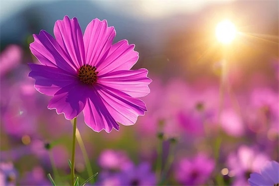 朋友的英文祝福语