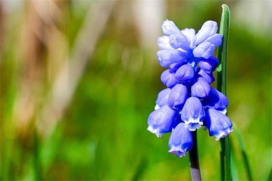 生日祝福语长命百岁 百岁老人生日祝福语精选六 生日祝福语长命百岁 百岁老人生日祝福语精选六