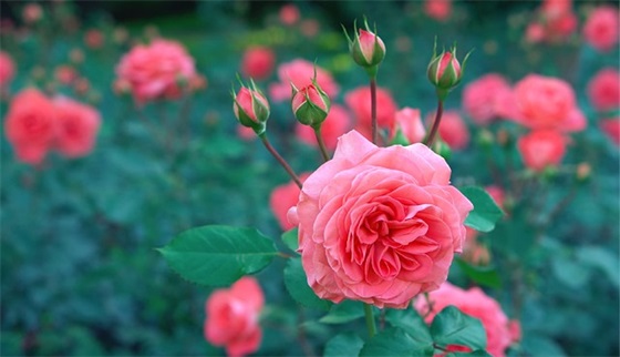 校园祝福语34句