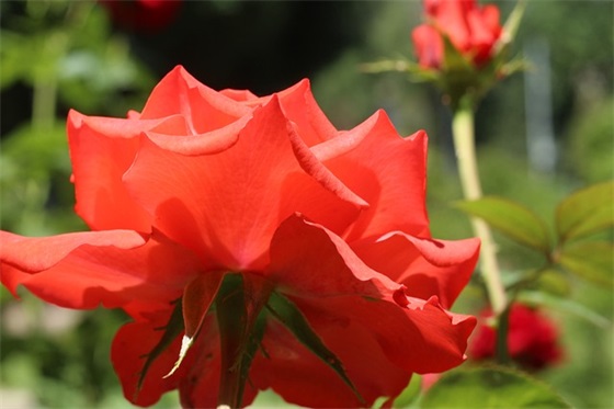 简短独特 给长辈的生日祝福语 简短独特的生日祝福语