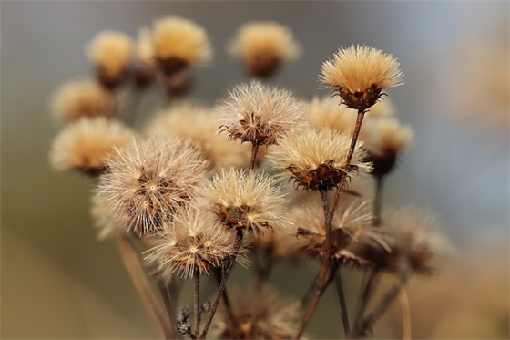 端午节给父亲发什么祝福语(端午节祝父亲的祝福语)