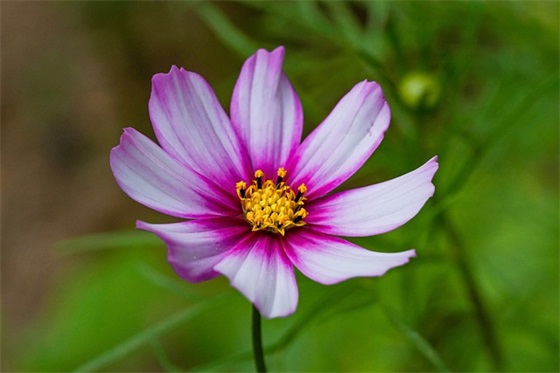 送好朋友的新年祝福语大全 送给朋友的新年祝福