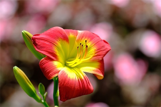 2026年通用元旦快乐的祝福语