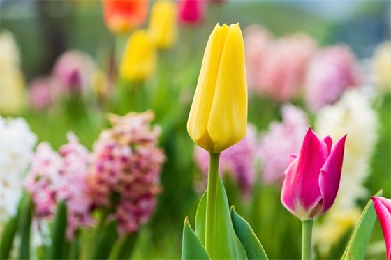 关于生日的祝福语 关于生日的句子祝福语八字