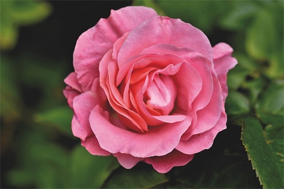 霸气网名两个字