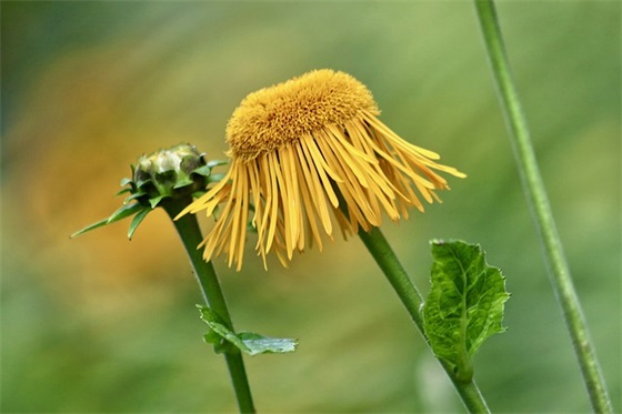 cf英文名字大全(81个)