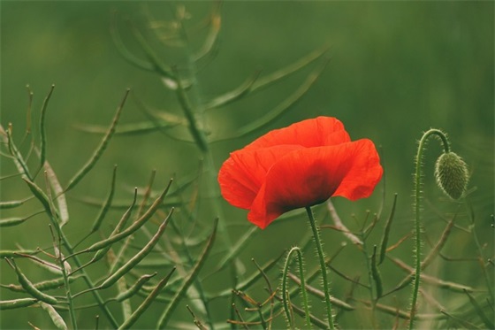 醉逍遥角色名字男(86个)