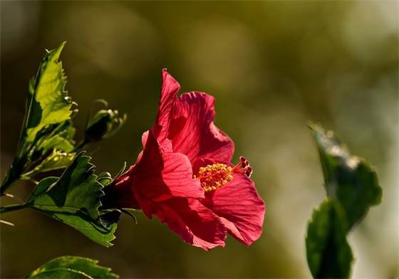 lol霸气的游戏名字大全_绽放爷的魅仂