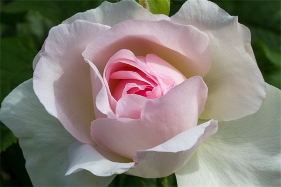 生日祝福语幼儿 生日祝福语幼儿 简短独特