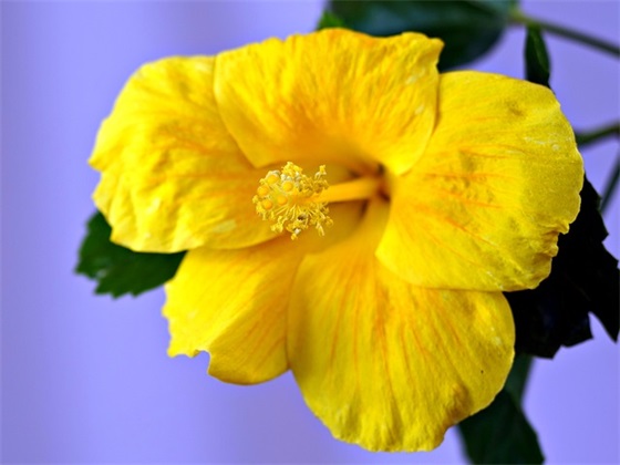 下午好祝福语25句