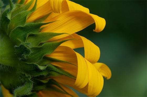 牛年春节贺卡祝福语简短 牛年春节贺卡祝福语简短