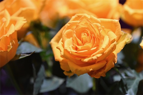 花好月圆的中秋祝福 花好月圆的中秋祝福