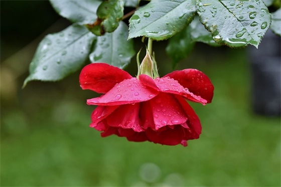 对同事的新年祝福语大全 2026年给同事的新年祝