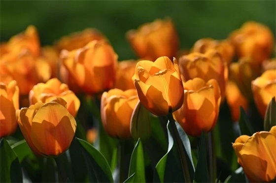 幼儿毕业典礼祝福语36句