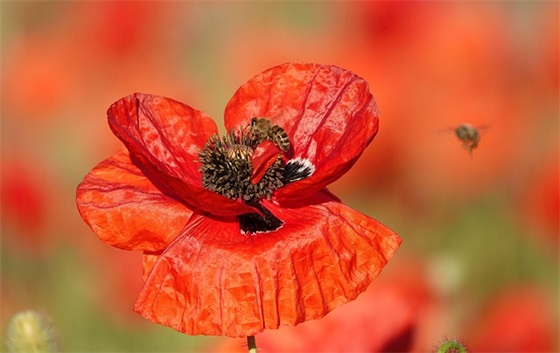 感恩节朋友圈祝福语