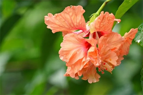 建国70周年祝福祖国生日祝福语2026(国庆节留言经典语录大全) 建国70周年祝福祖国生日祝福语2026(国庆节留言经典语录大全)