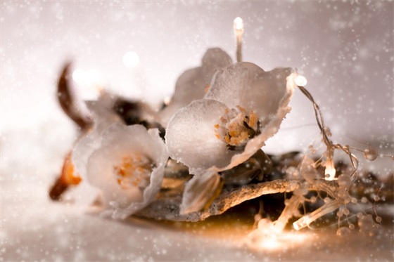 生日的贺卡祝福语