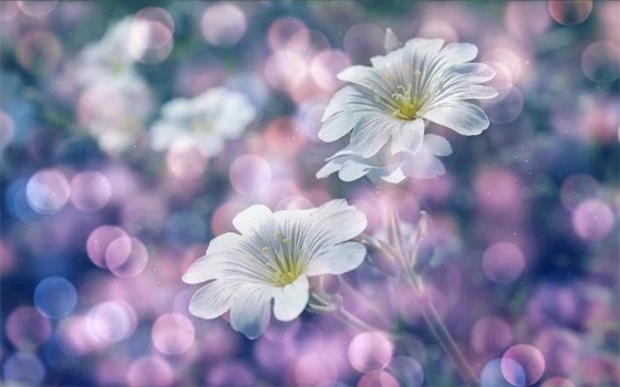 生日为主题的祝福语