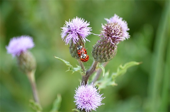 关于治愈自己的心灵鸡汤句子67句（全网精选）
