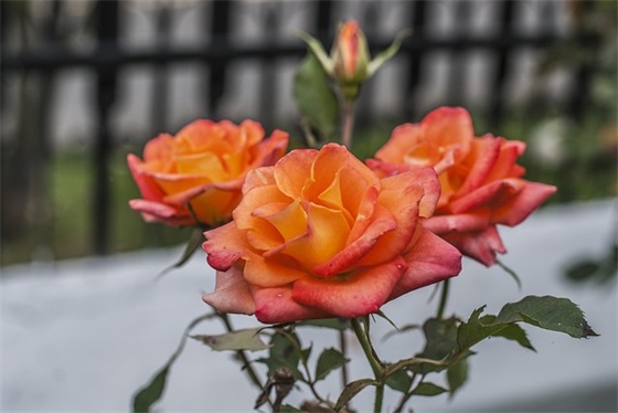 关于越在乎越容易失去的句子精选86条（精选）