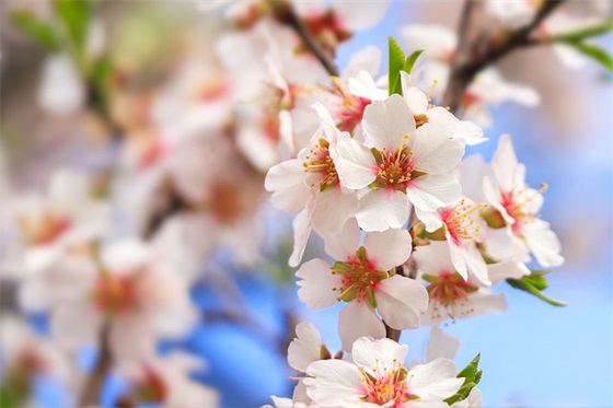 有关诚信的句子大全